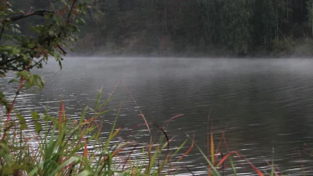 森林湖，水面有雾。河岸草视频素材