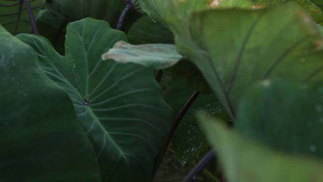 一大片芋头植物视频下载