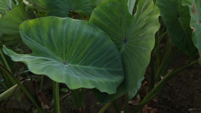 一大片芋头植物视频下载