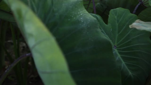 一大片芋头植物视频下载