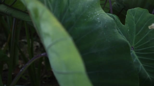 一大片芋头植物视频下载