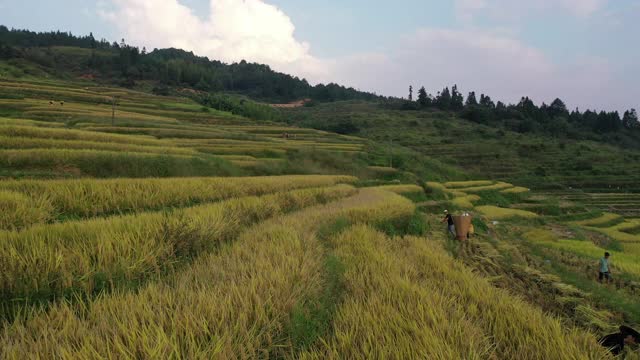 无人机视角下的农民收割水稻视频素材