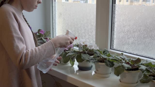 一个年轻的女孩给室内植物浇水，在一个阳光明媚的日子里，美丽的盛开的紫罗兰伫立在房子的窗台上。的概念。特写镜头。4 k。视频素材