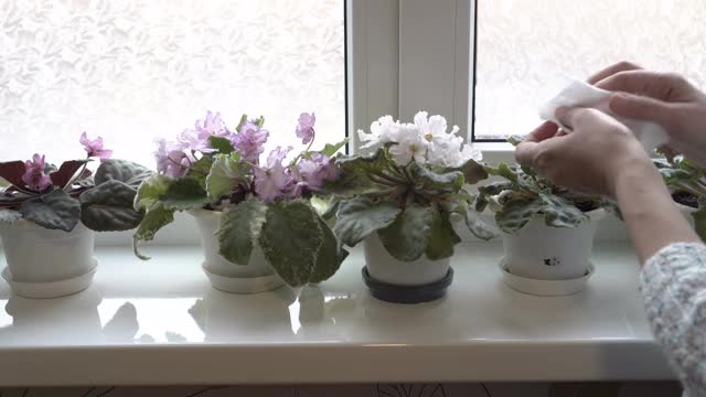 女孩负责照料室内的植物，在阳光明媚的日子里，美丽的开花的紫罗兰会伫立在房子的窗台上。关爱家花的理念。特写镜头。不知名的4 k。视频素材