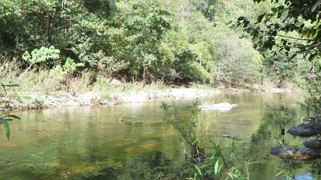 森林中的小溪和河流视频素材