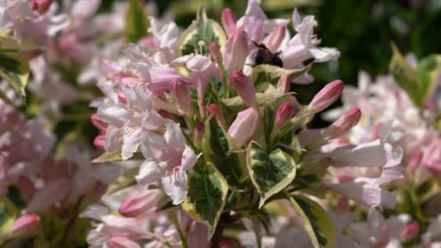 Weigela (Weigela佛罗里达)视频素材