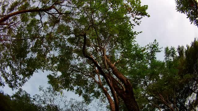 摄像机抬起头，慢慢地移动到树下。树枝和树叶映衬着蓝天。视频下载