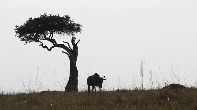 非洲-一群角马在移动视频素材