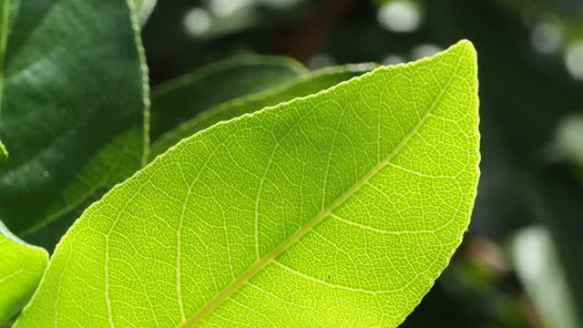 绿叶植物与阳光视频素材