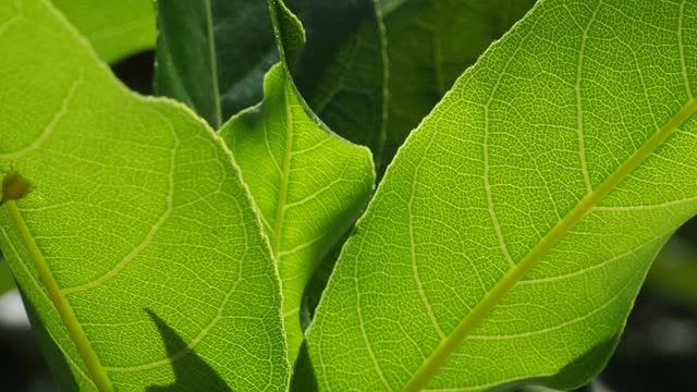 绿叶植物与阳光视频素材