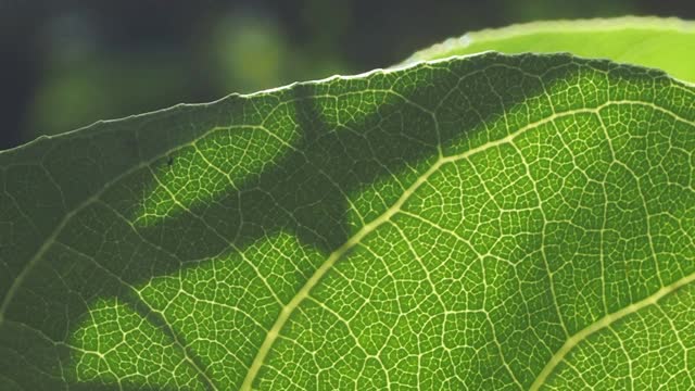 绿叶植物与阳光视频素材