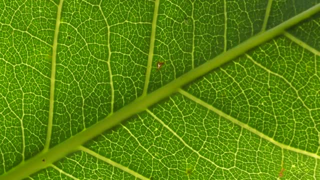 绿叶植物与阳光视频素材