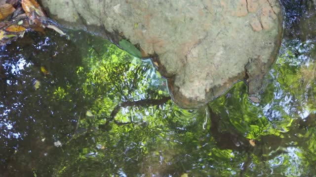 流在热带雨林视频素材