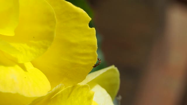 毛虫在黄花上视频素材