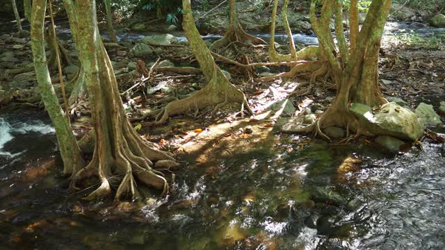 流在热带雨林视频素材