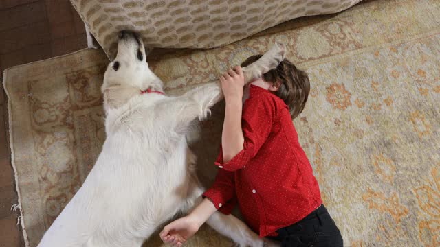 小男孩在玩他的寻回犬视频素材