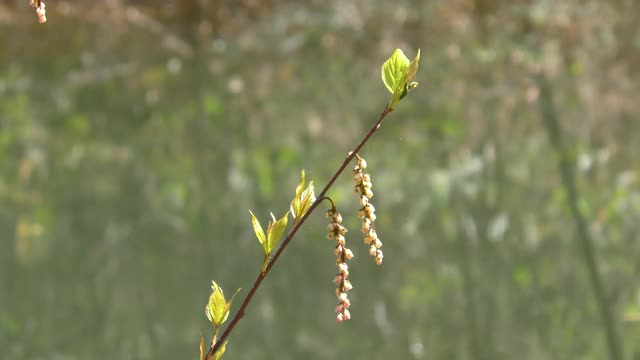 春天水仙花在池塘里盛开视频素材