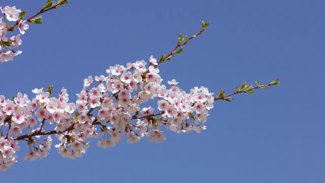 樱花在春天阳光明媚的风中摇曳视频素材