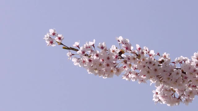 樱花在春天阳光明媚的风中摇曳视频素材