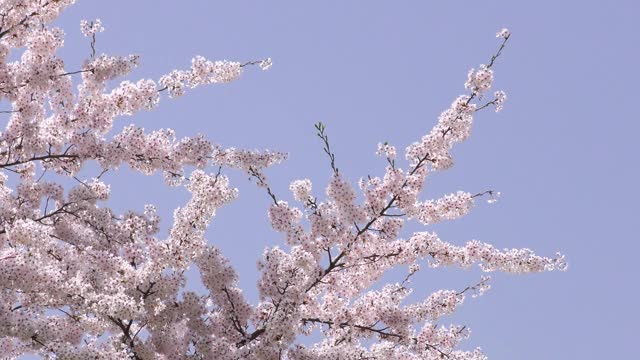 樱花在春天阳光明媚的风中摇曳视频素材