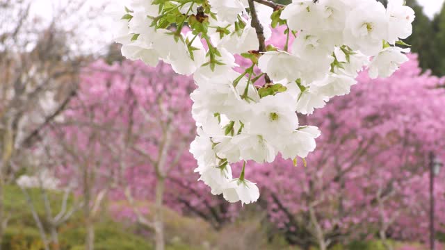 公园里盛开着白色的重瓣樱花视频素材