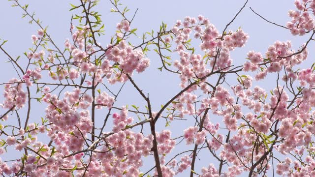 公园里开着粉红色的重瓣樱花视频素材