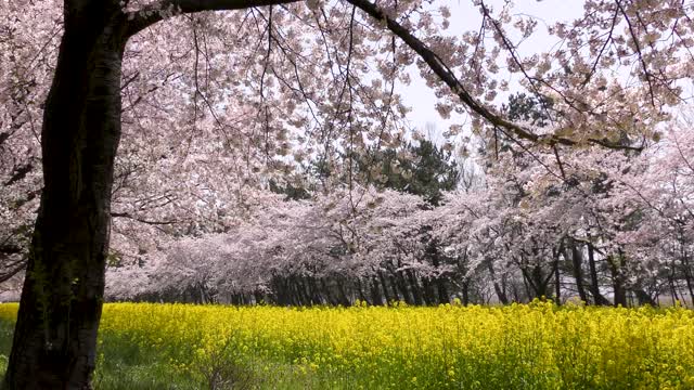 樱花和油菜田视频素材