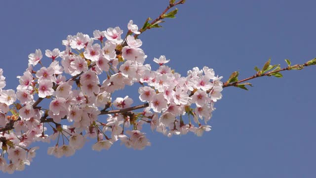 樱花在春天阳光明媚的风中摇曳视频素材