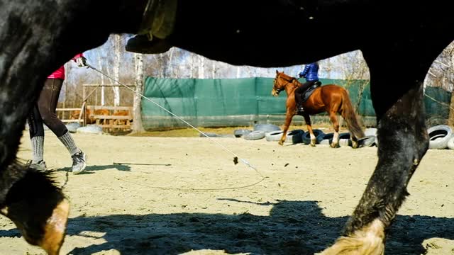 女骑师与一位老师一起从事骑马工作。在竞技场上在马背上表演各种戏法视频素材