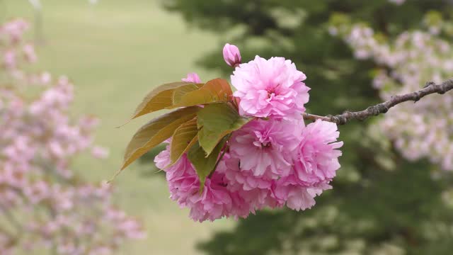 粉红色重瓣樱花盛开视频素材