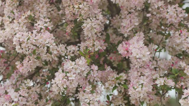 樱花特写视频素材