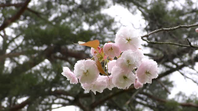 浅粉红色重瓣樱花视频素材