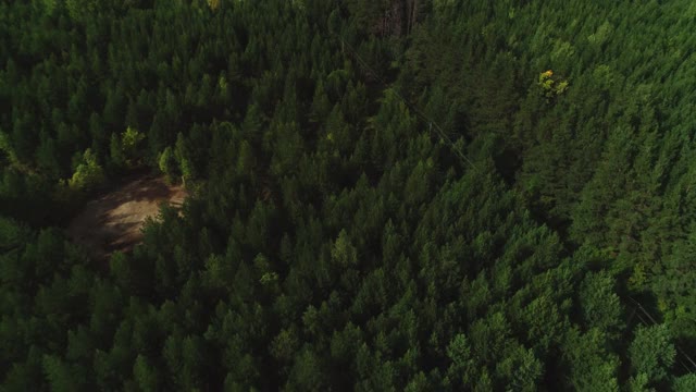 未来工厂巨大建筑工地附近的老松林视频素材