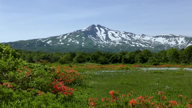 杜鹃花和淫羊藿在曹开山荒原上盛开视频素材