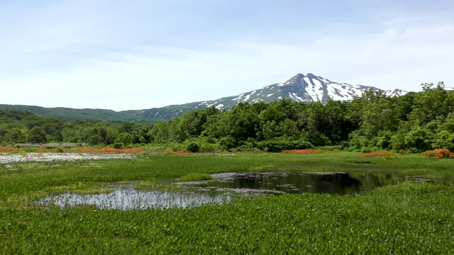 杜鹃花和淫羊藿在曹开山荒原上盛开视频素材