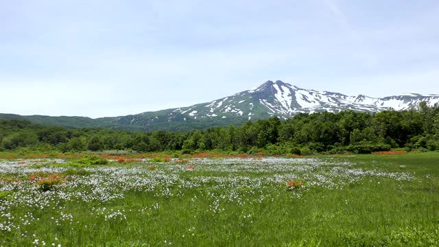 杜鹃花和淫羊藿在曹开山荒原上盛开视频素材