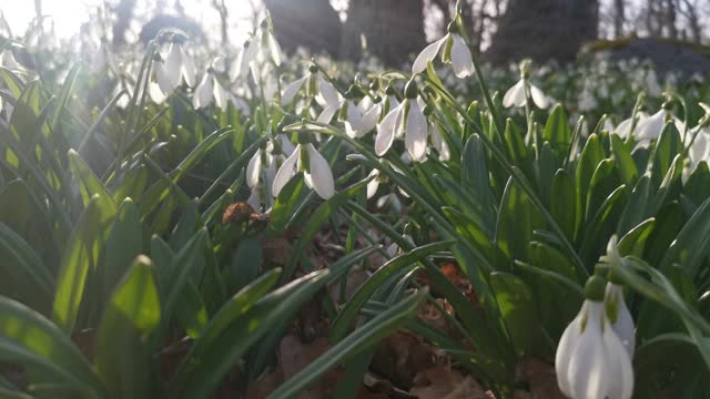 春天，森林里生长着白色的雪花莲。视频素材