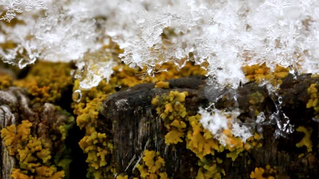 雪融化-宏观。视频素材