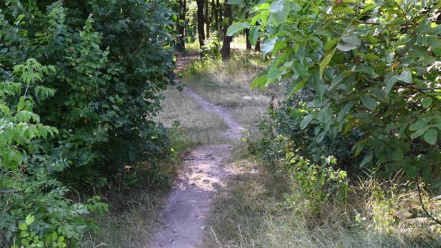 夏天茂密的树叶间的公园小径上，有一只小型的杂种狗在奔跑视频素材