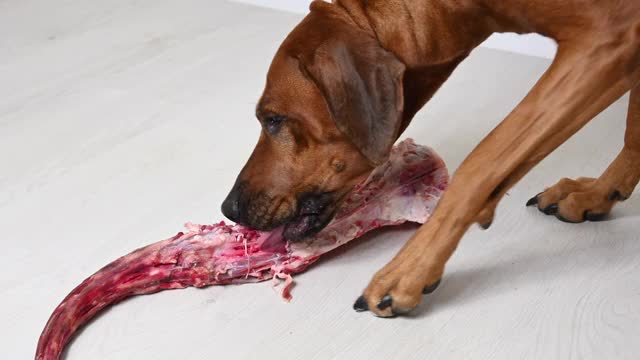 大棕狗吃天然新鲜生牛肉尾骨视频素材