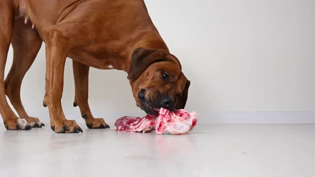 罗得西亚脊背犬吃嚼天然新鲜生牛肉尾骨白色背景视频素材