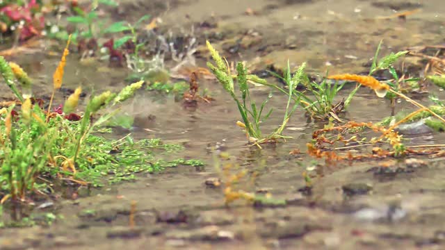 草甸宏雨视频素材