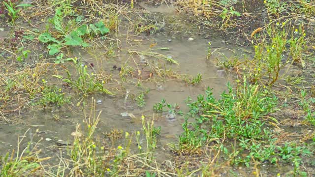 草甸宏雨视频素材