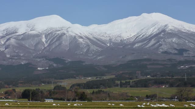 雪山和冬天的天鹅视频素材