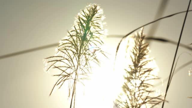 花草的运动在风上明亮的阳光在白天的背景视频素材