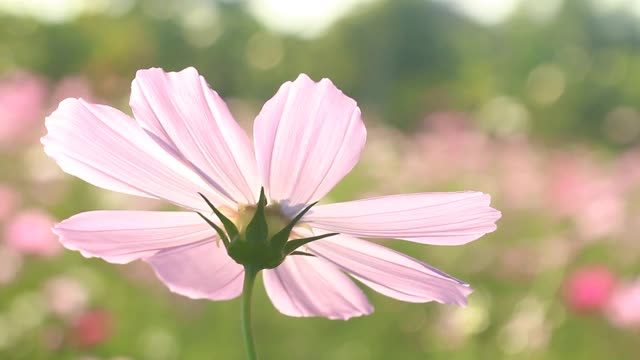 美丽的宇宙花在花园里视频素材