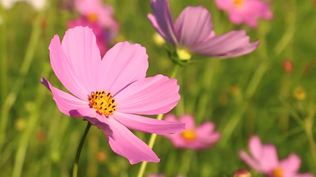 美丽的宇宙花在花园里视频素材