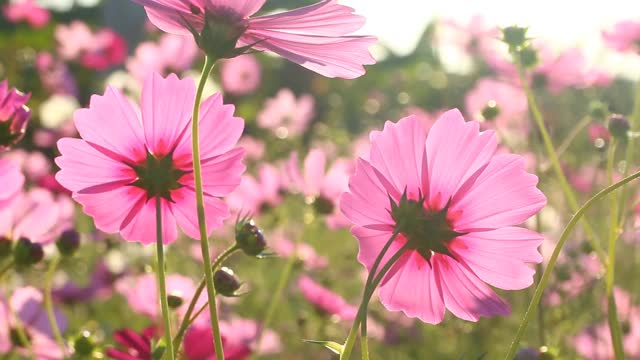 美丽的宇宙花在花园里视频素材