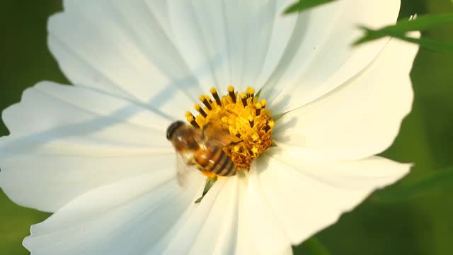 美丽的宇宙花和花园里的蜜蜂视频素材