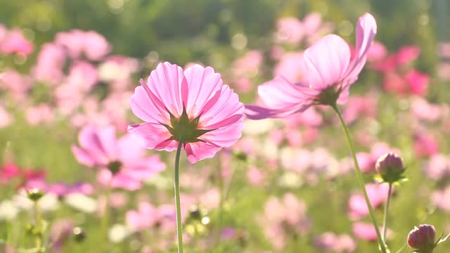 美丽的宇宙花在花园里视频素材